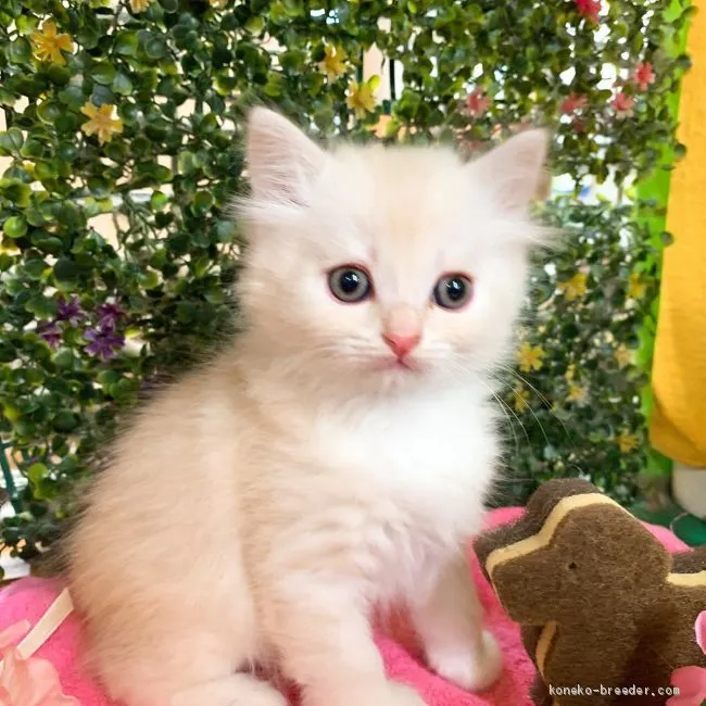 ID：2003-01588の子猫