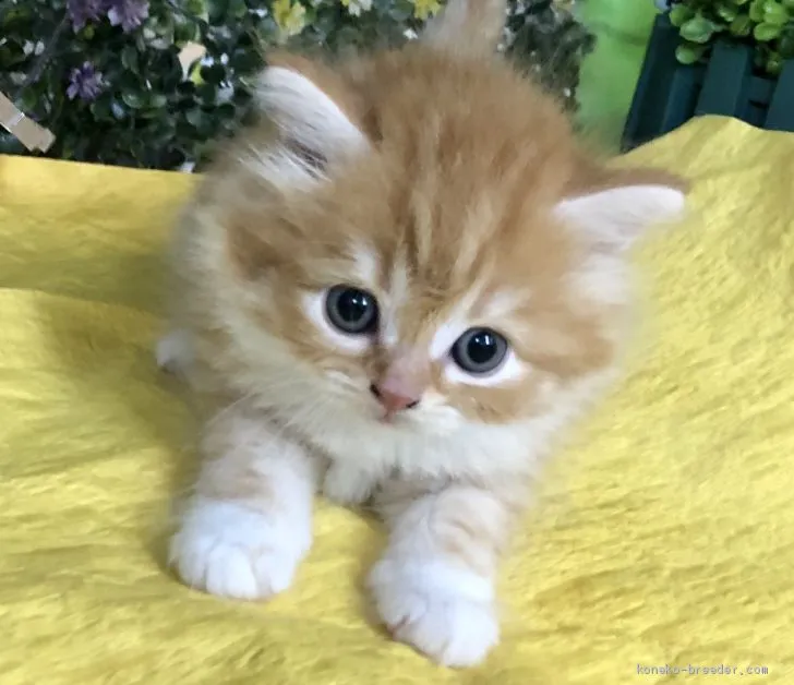 ID：2005-00400の子猫