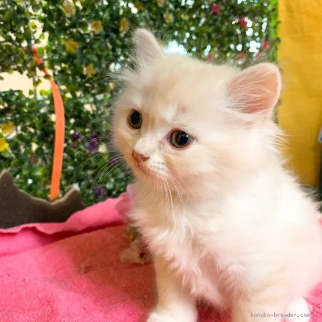 ID:2004-00525の子猫