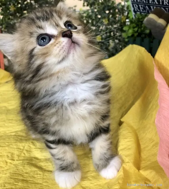 ID:2005-00399の子猫