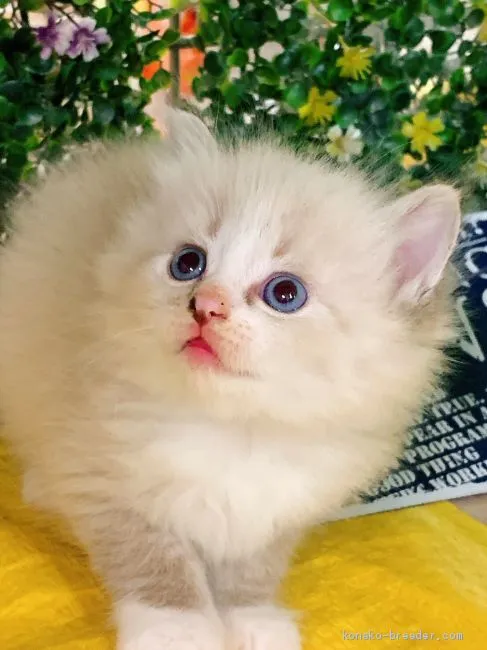 ID：2006-00349の子猫