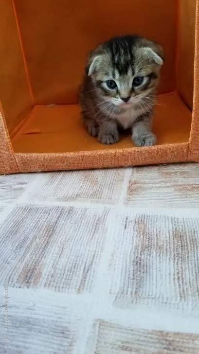 ID:1907-00627の子猫