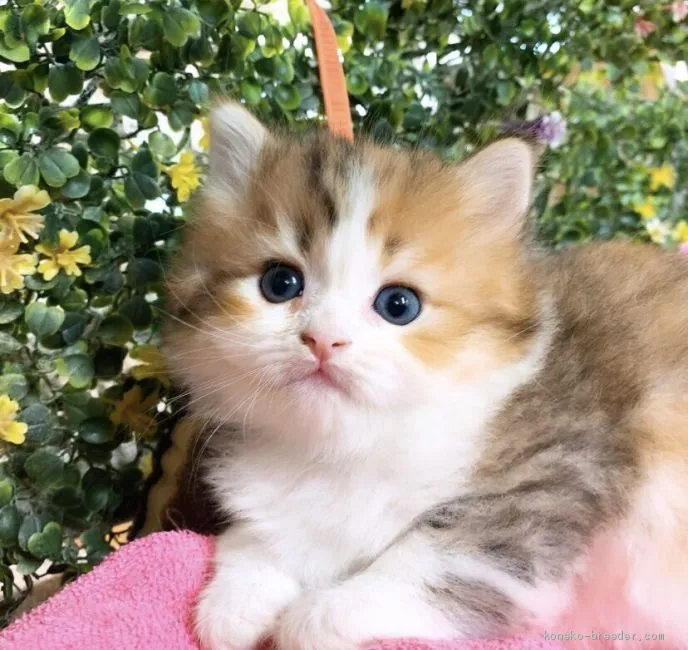 ID:2004-00799の子猫