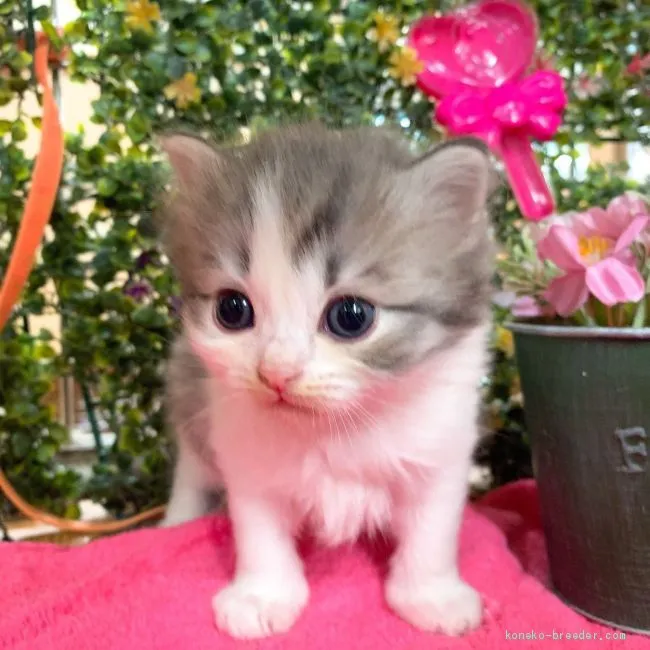 ID：2003-01585の子猫