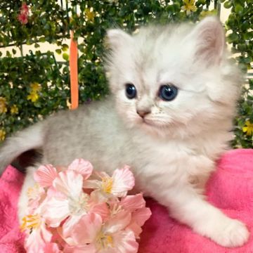 ラガマフィン【東京都・男の子・2020年3月6日・チンチラシルバー（長毛）】の写真「超可愛い＆おとなしい」