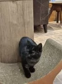ブリティッシュショートヘア【東京都・男の子・2024年8月17日・ブラック】の写真2