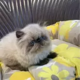 ヒマラヤン