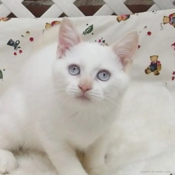 くるみん 様のお迎えした子猫