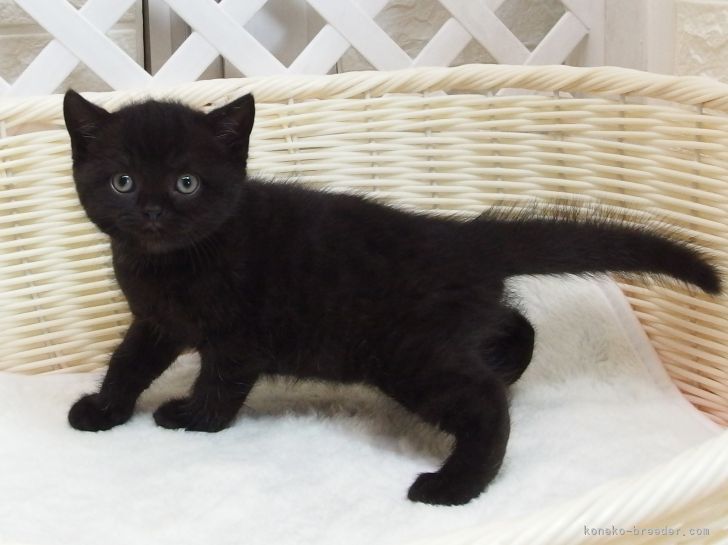 ナインチェ 様のお迎えした子猫