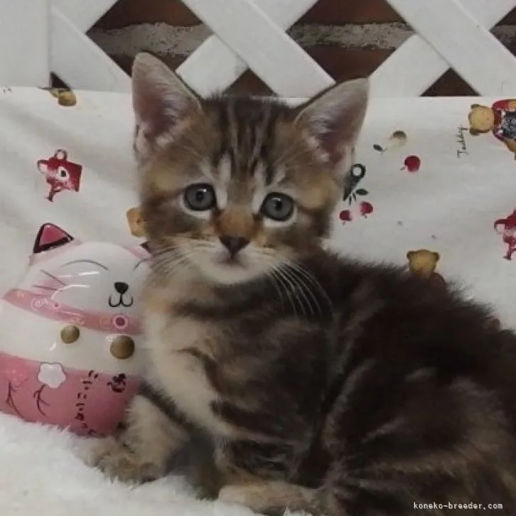 元気 様のお迎えした子猫