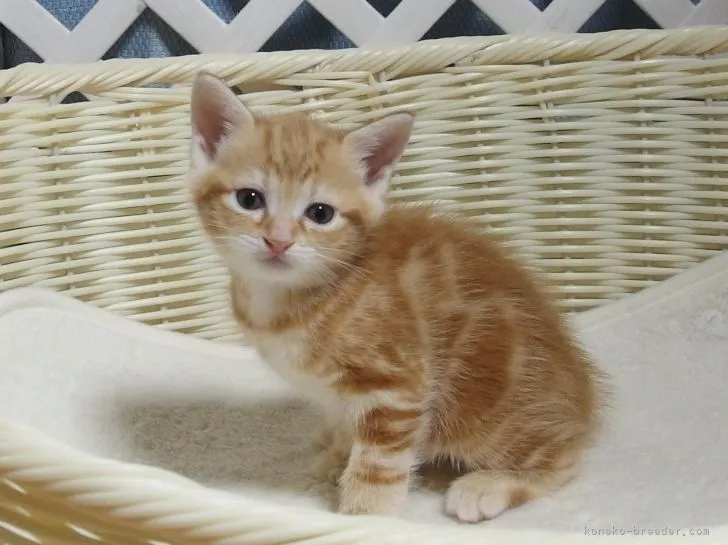 ID：2110-02474の子猫