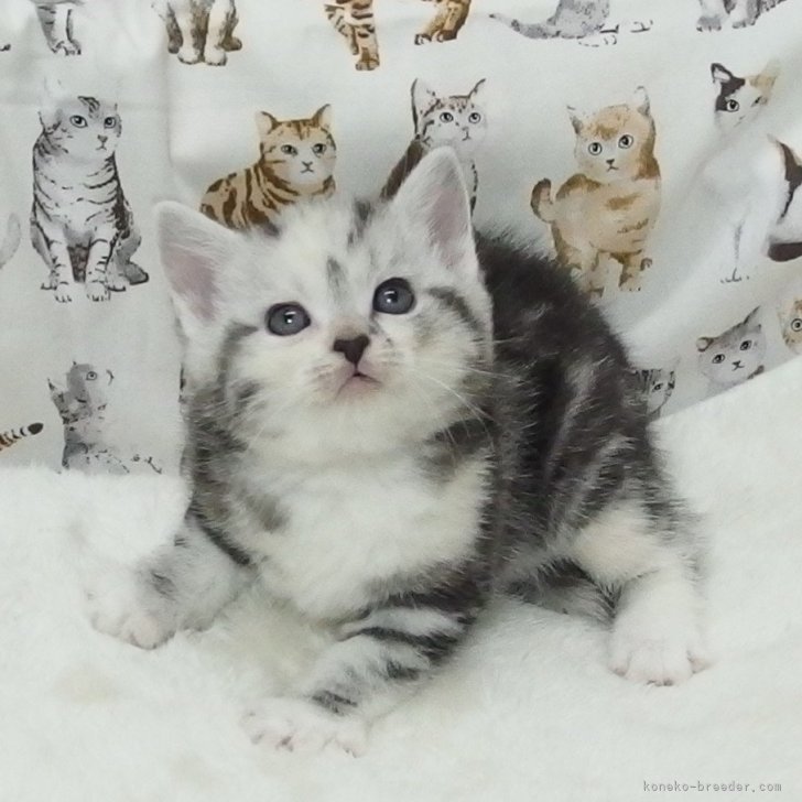 E.M 様のお迎えした子猫