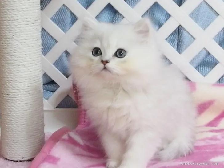 ID：1902-00790の子猫