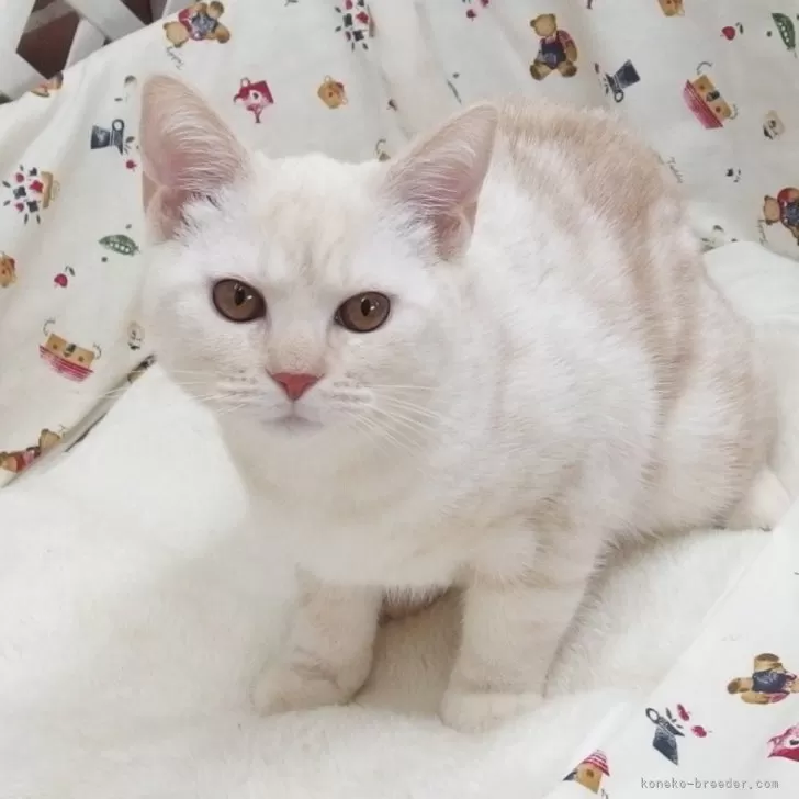 ねこ氏 様のお迎えした子猫
