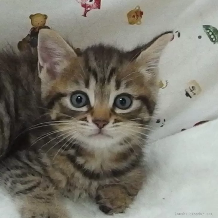 C.I 様のお迎えした子猫