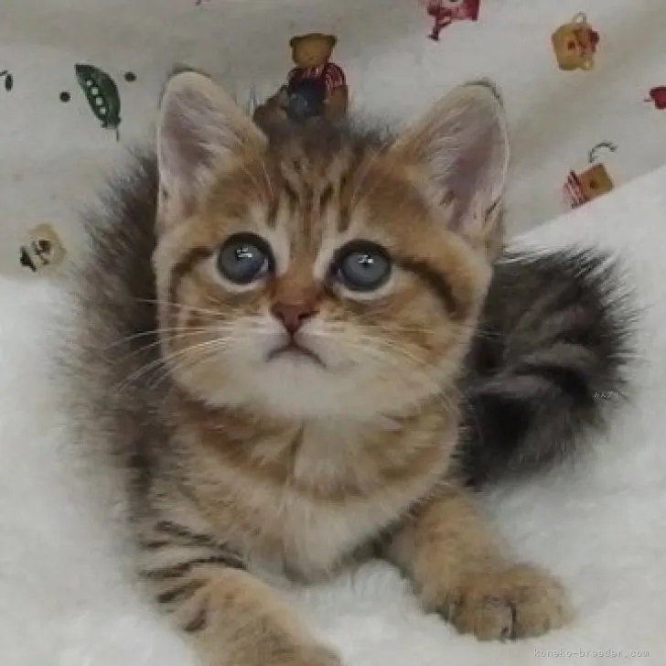 みっちょ 様のお迎えした子猫