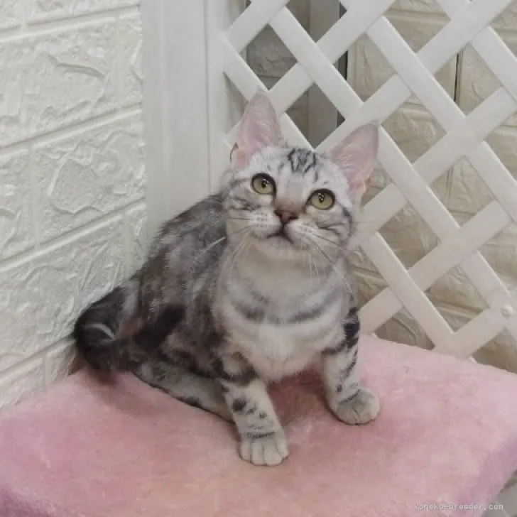 ID:2306-01040の子猫