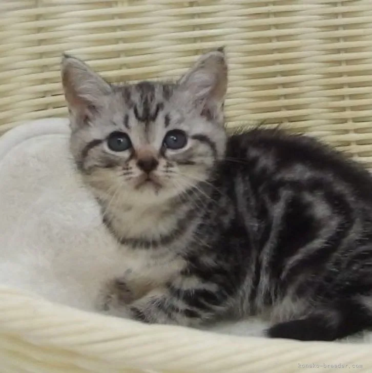 ID：2305-00965の子猫