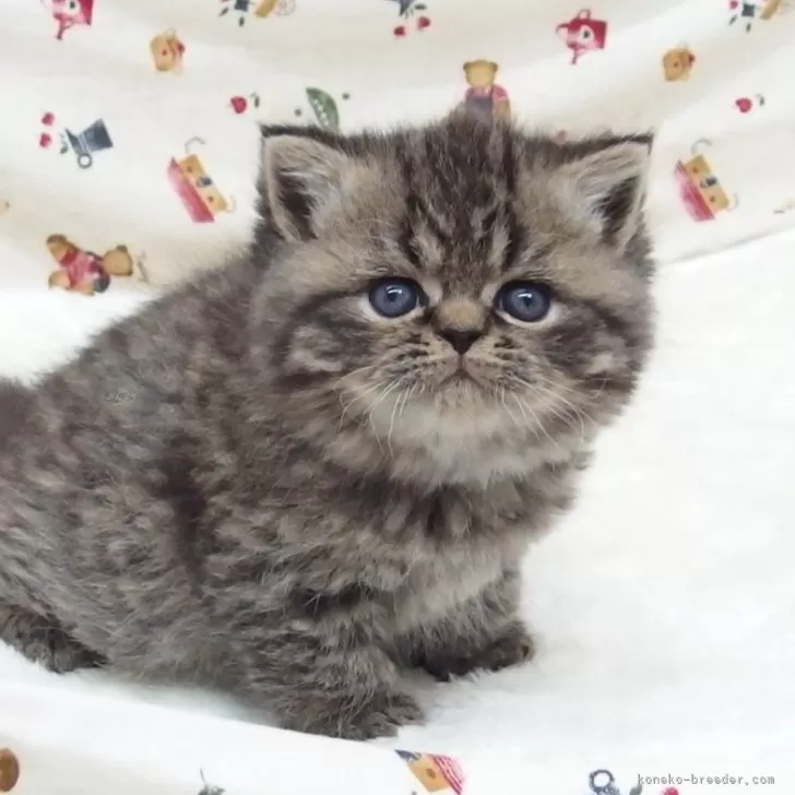 ドラドラドラえもん 様のお迎えした子猫