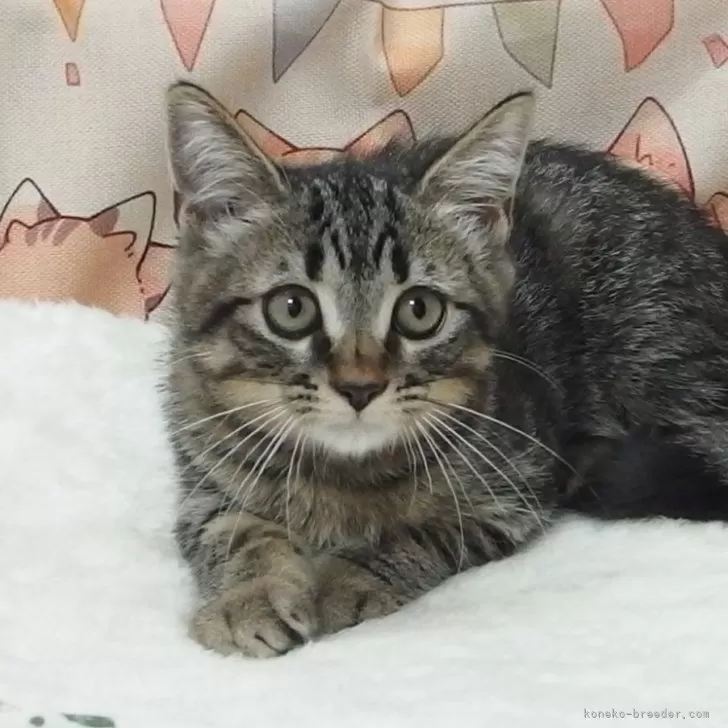 ID:2407-01466の子猫