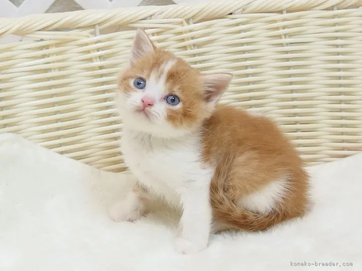 ID：2205-03458の子猫