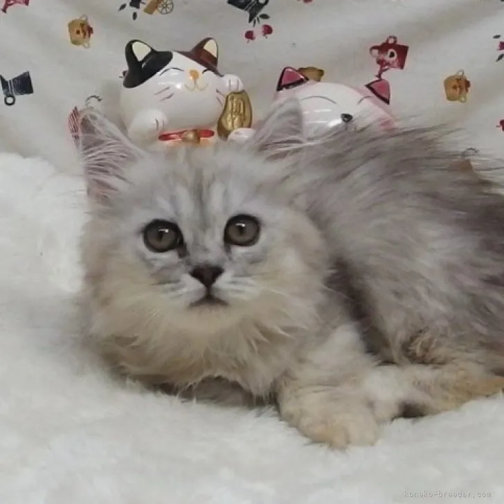 ID:2307-03082の子猫