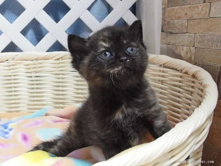 ID:2005-00909の子猫