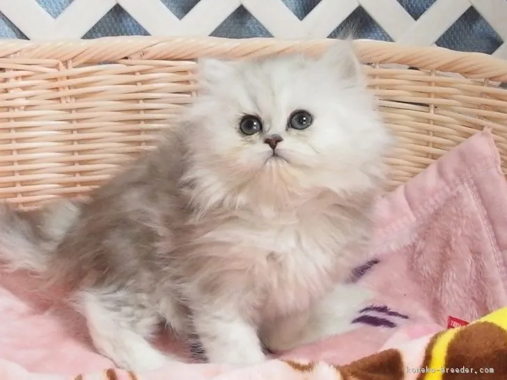 ID：1902-00785の子猫