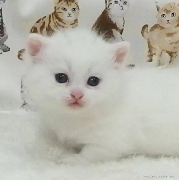 M.K 様のお迎えした子猫