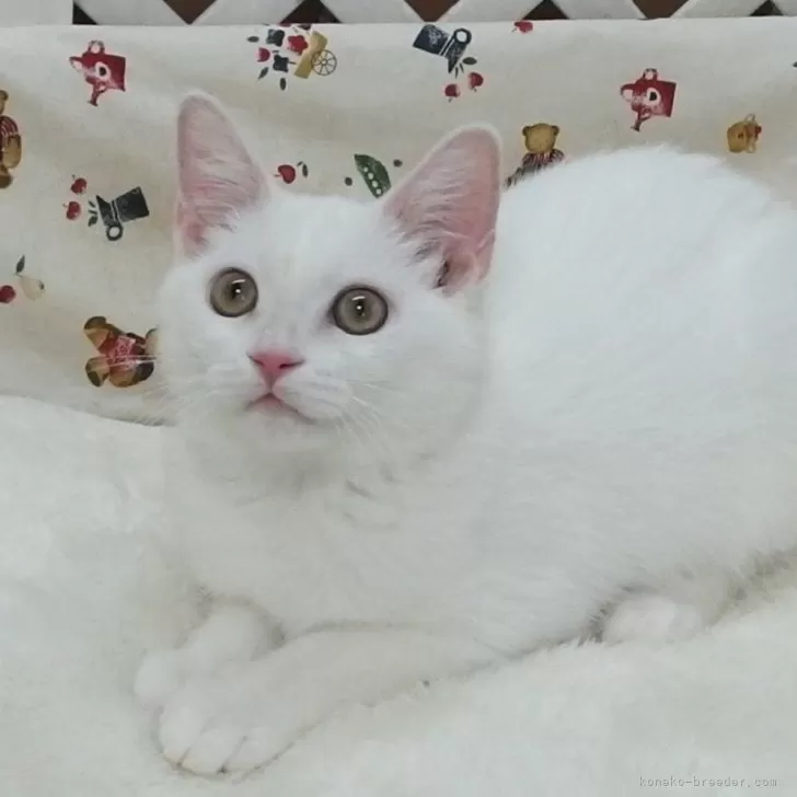 Y.U 様のお迎えした子猫