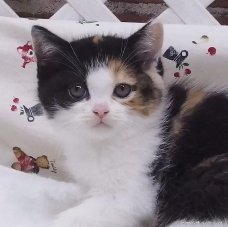 ID：2403-02059の子猫