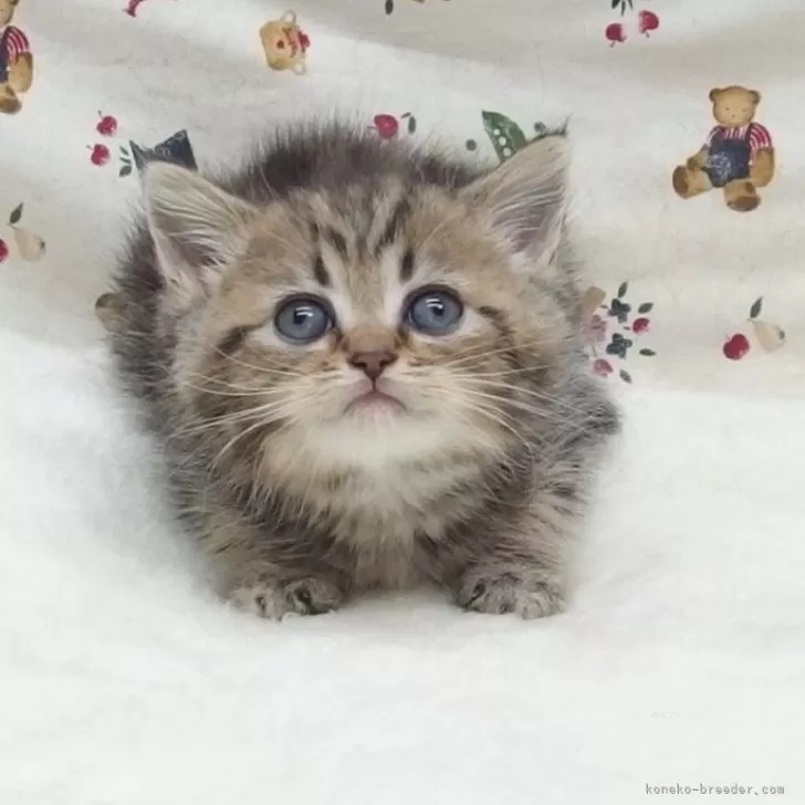 みたらし団子 様のお迎えした子猫
