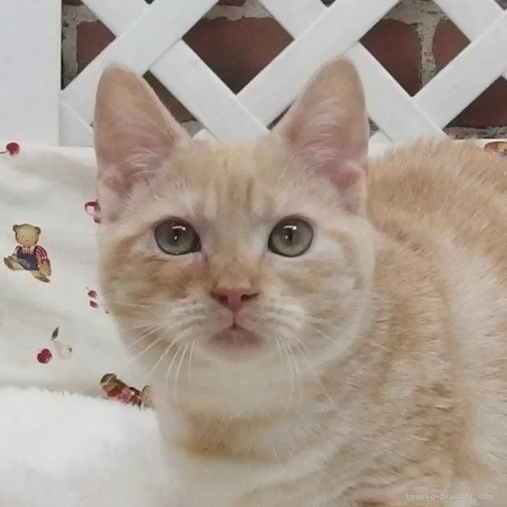 ID:2402-00327の子猫