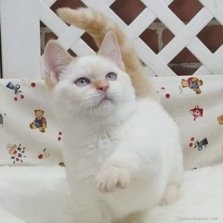 みぃ〜 様のお迎えした子猫