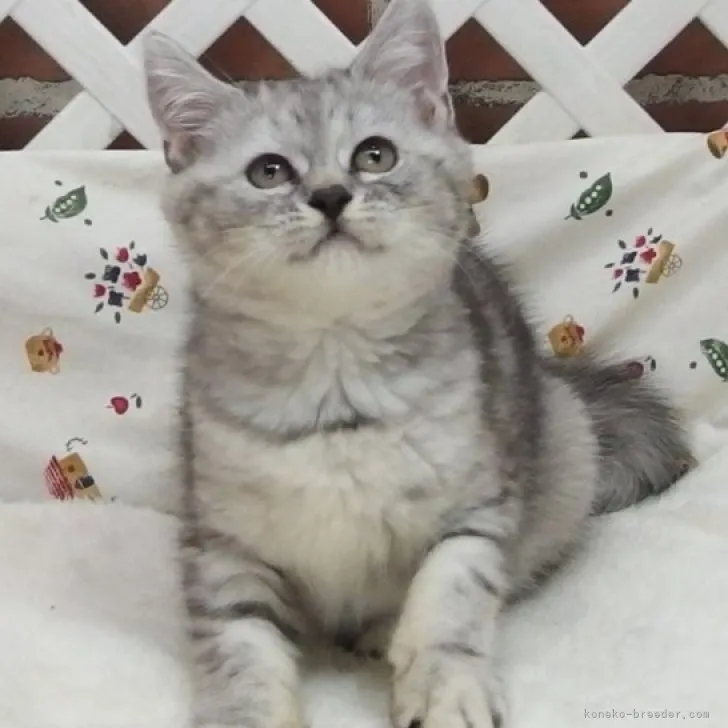 まさお 様のお迎えした子猫