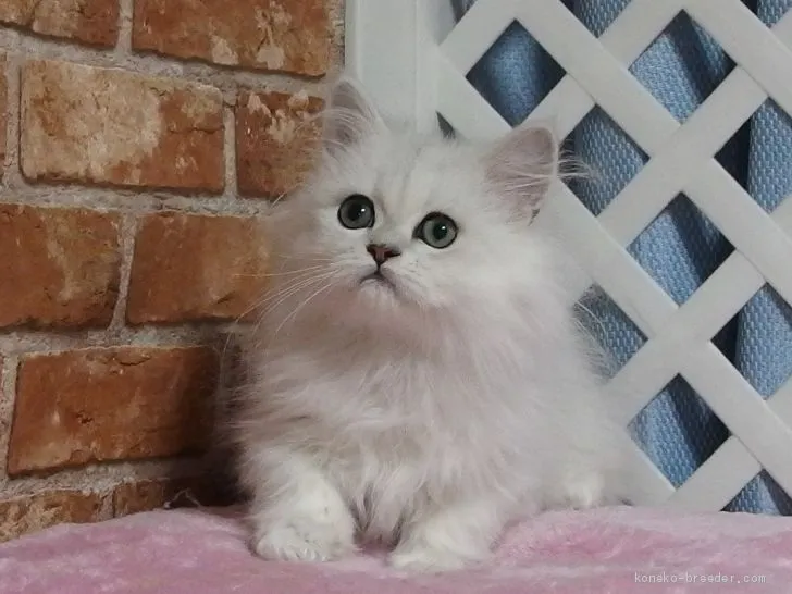 ID：1909-01564の子猫