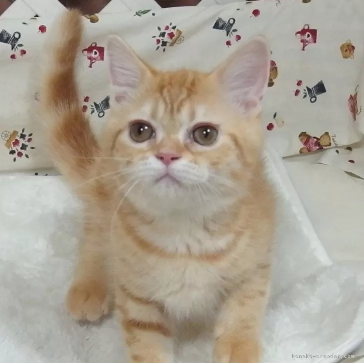じゅん 様のお迎えした子猫