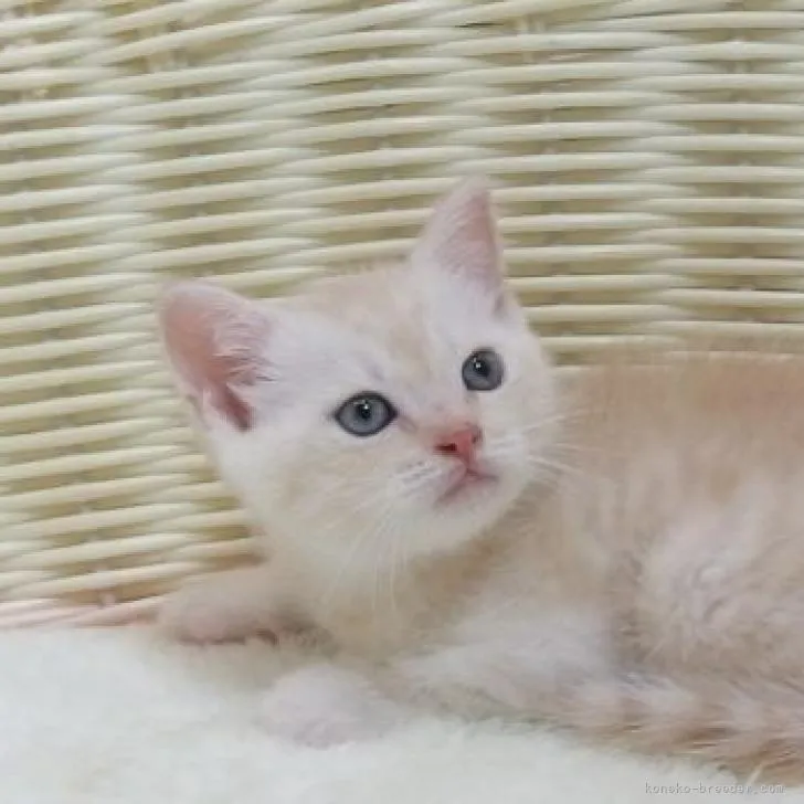 ID:2207-02634の子猫