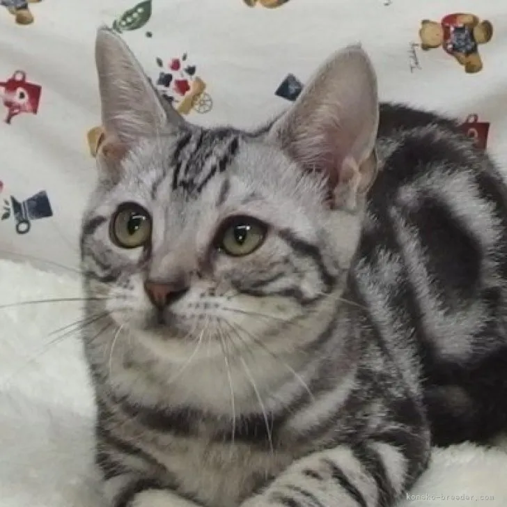 ID:2306-01039の子猫