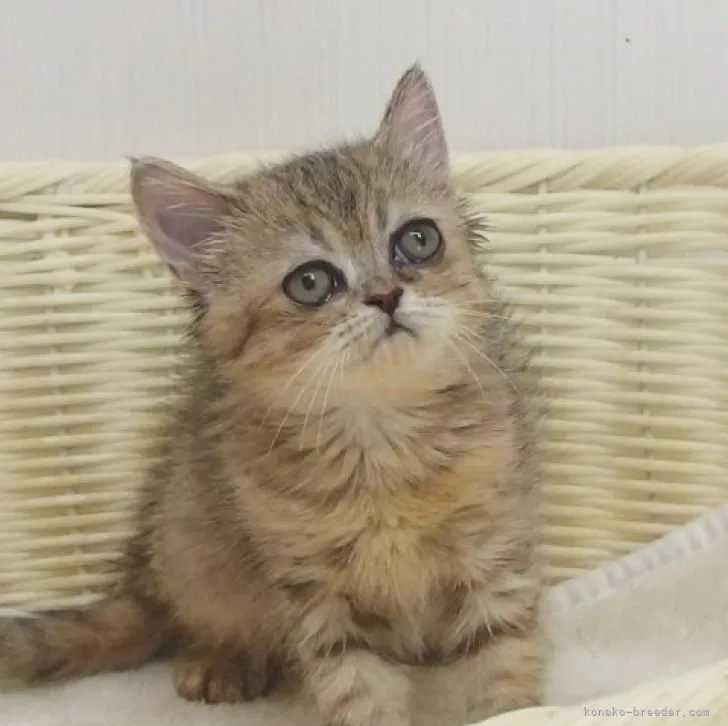 ID：2307-00022の子猫