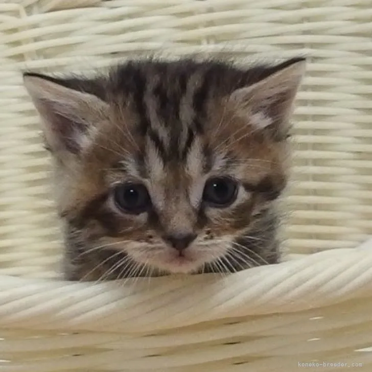 ID:2303-01582の子猫