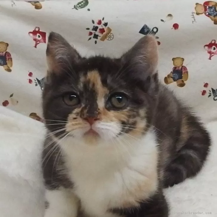 かけるとくるみ 様のお迎えした子猫