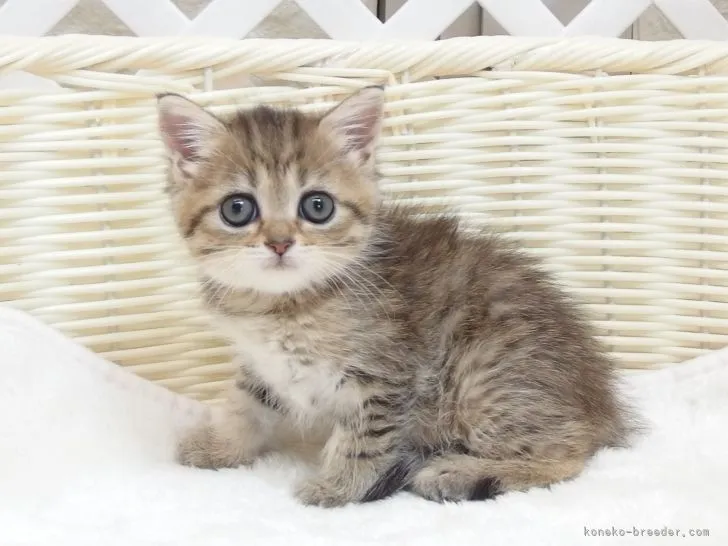 ID:2205-01886の子猫