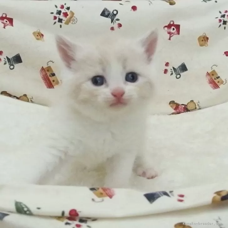 ID：2405-03293の子猫