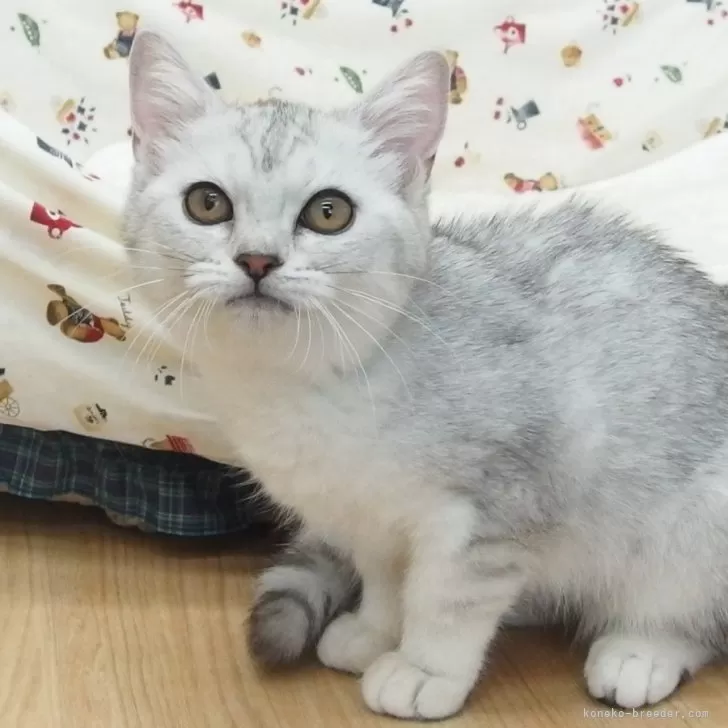 ID:2404-02637の子猫
