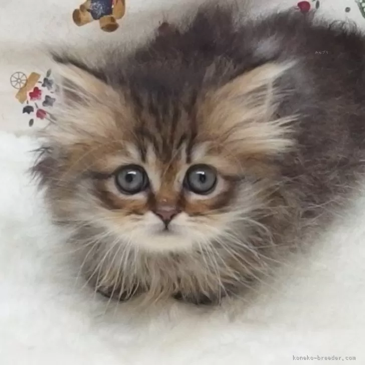 ID:2404-03301の子猫