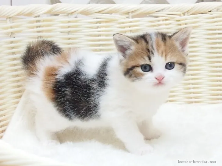 ID:2203-01501の子猫