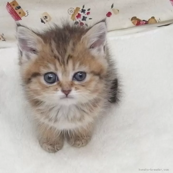 わかちゃん 様のお迎えした子猫