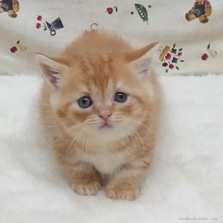ミネ 様のお迎えした子猫