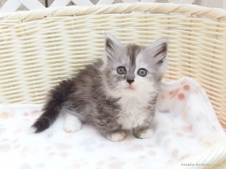 ID：2203-01700の子猫